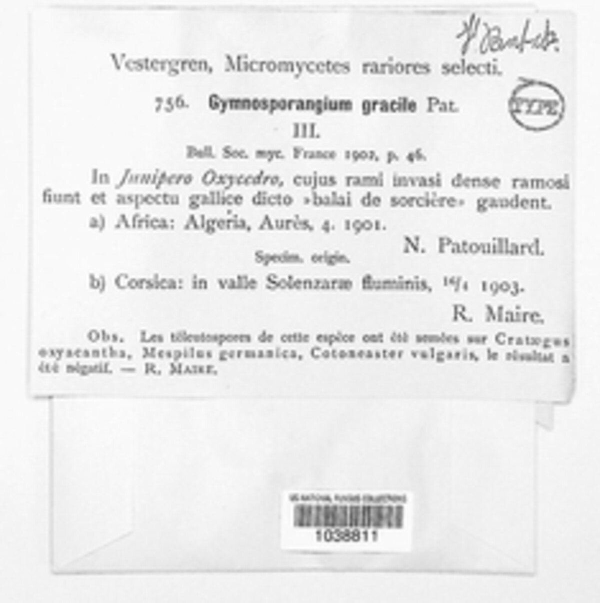 Gymnosporangium gracile image